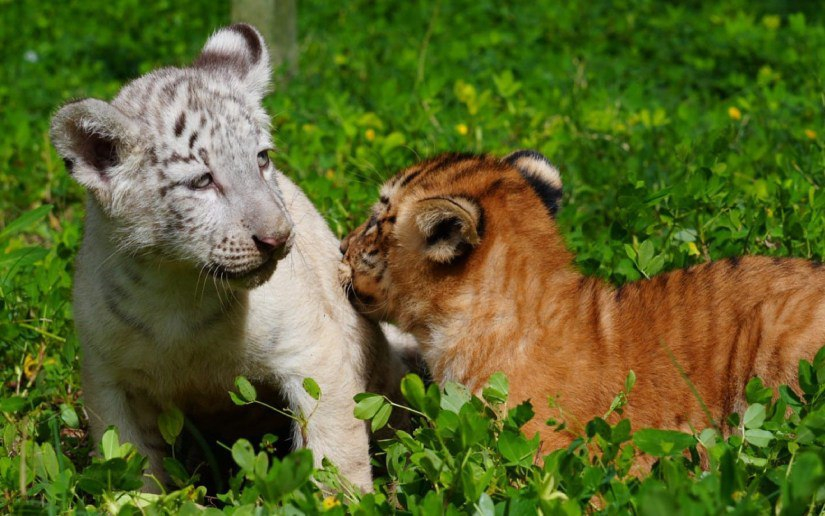 🇳🇮🐯 尼加拉瓜国家动物园诞生两只雌性虎崽马那瓜国家动物园证实，两只雌性虎