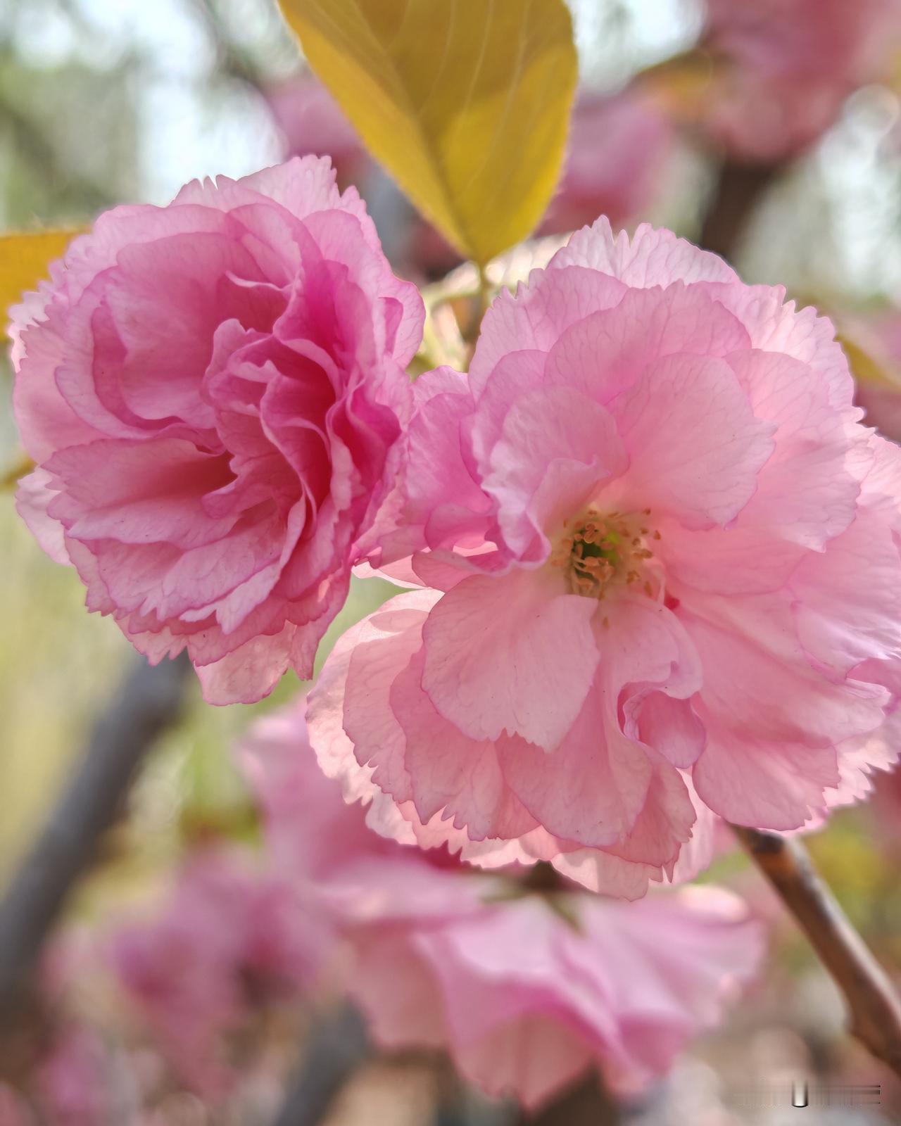 你们说这种情况算不算是真正的缘分？亖了都要在一起

我们隔壁村真实案例，是两个男