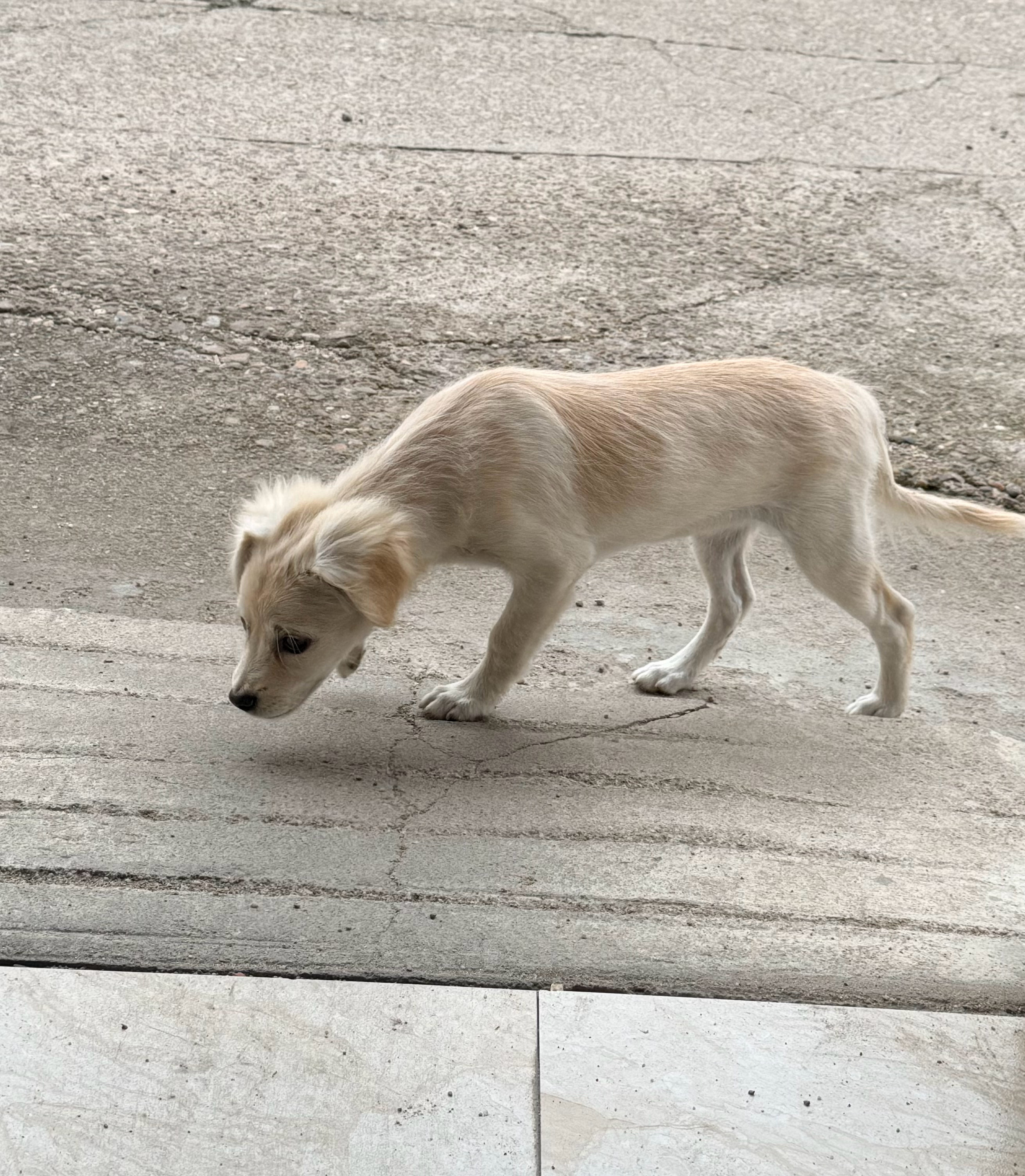 仁仁日记手册  这只狗子每次都来我车库门口玩🐕 