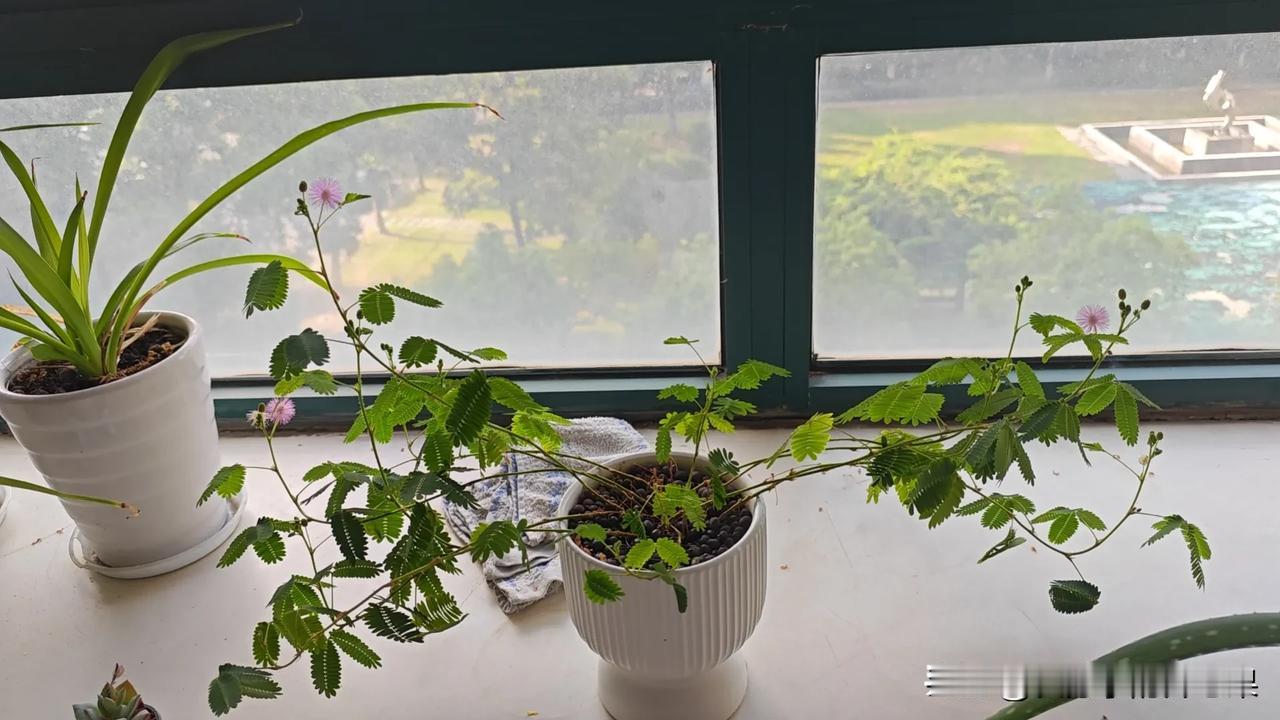 朋友说她养的含羞草开花了

我都不知道含羞草会开花

这小花还蛮好看的，是粉色的