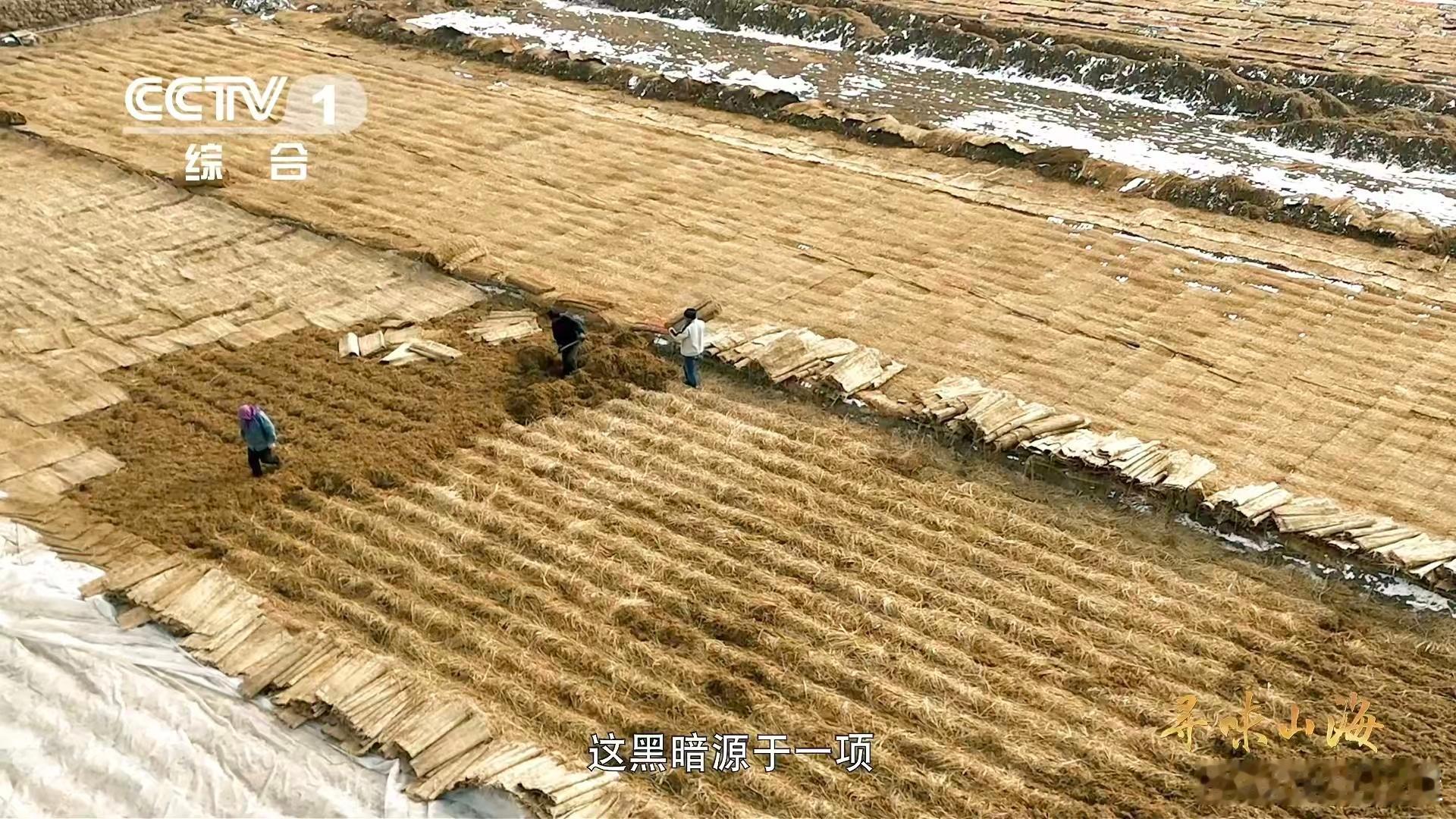 兰州种韭黄要盖被子兰州韭黄为什么自来卷 被传统种植狠狠圈粉！ 兰州种韭黄要盖被子