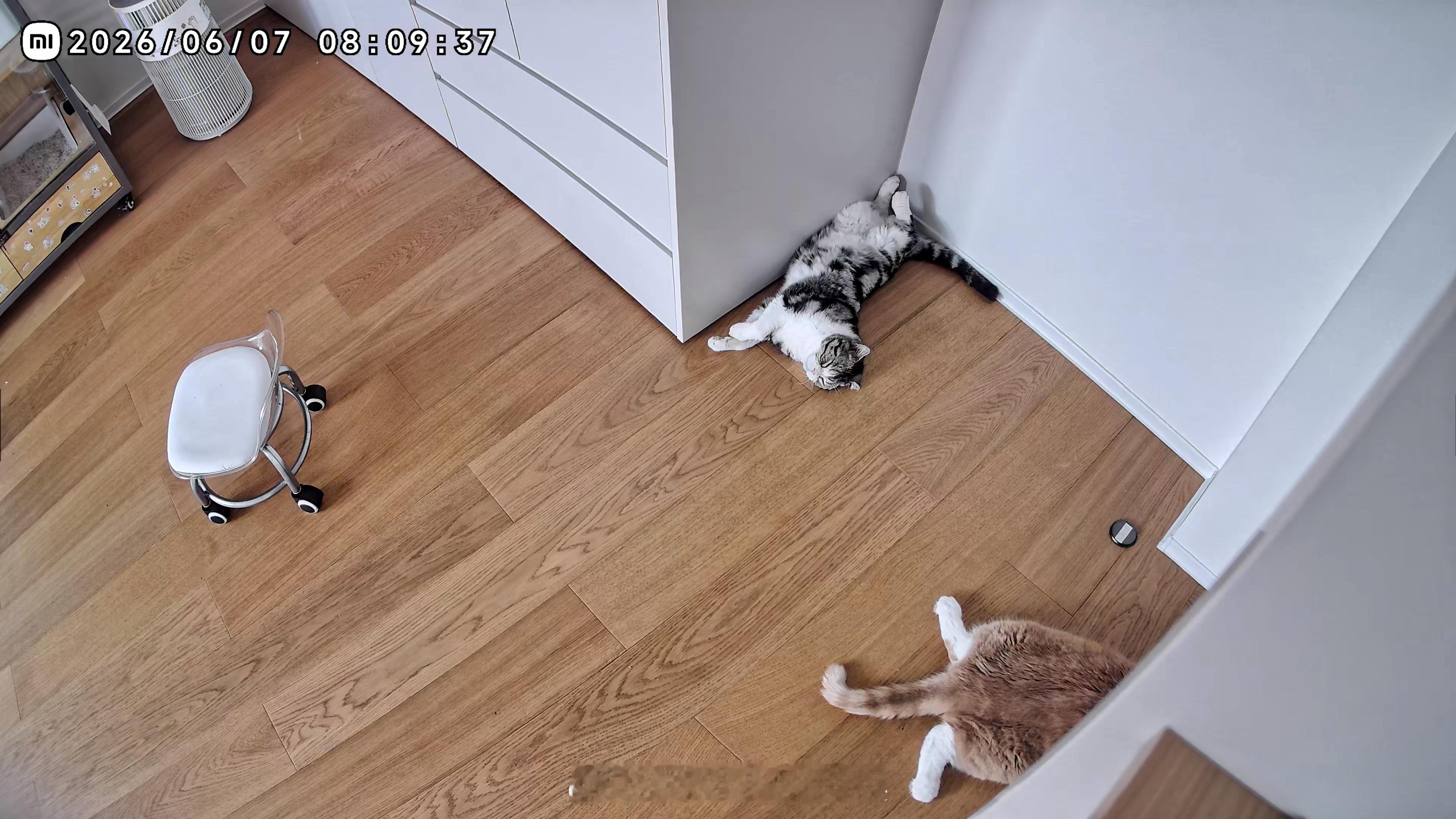 好肥美的猫猫虫早～这么肥美的猫猫虫我家竟然有两只！