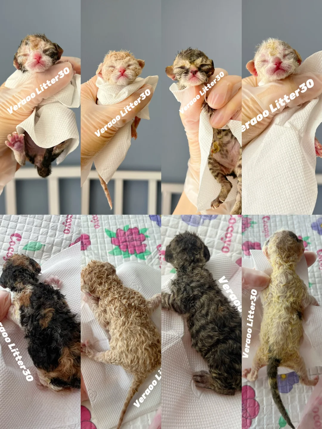 新破壳的小奶卷们｜德文卷毛猫