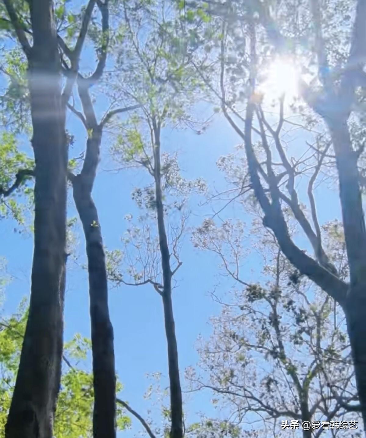 天南地北大拜年树杆撑着透蓝天幕，阳光从枝隙漏成碎金，风摇叶时，光影在梢头轻晃。清