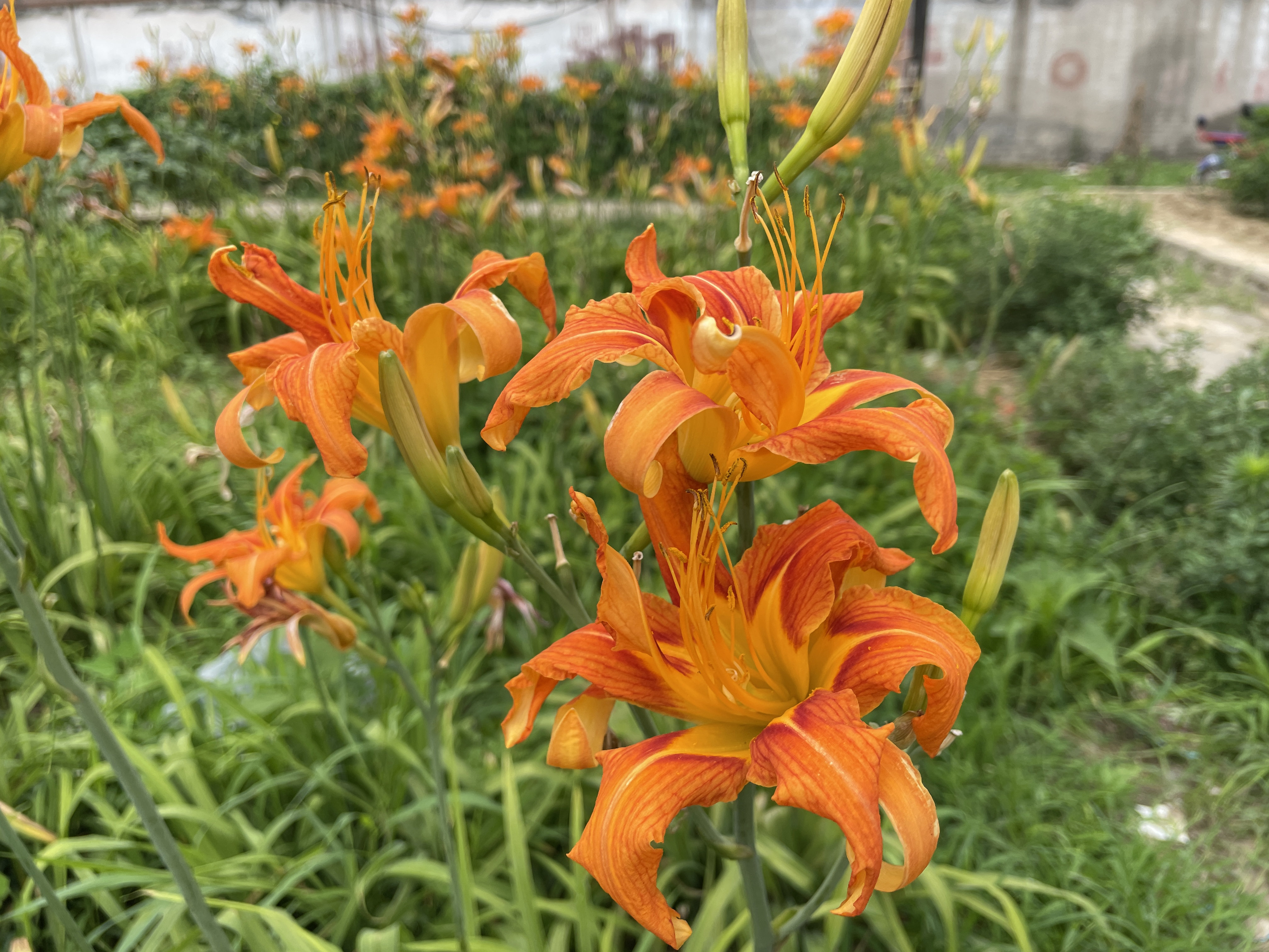 黄花儿菜…凉了！ 