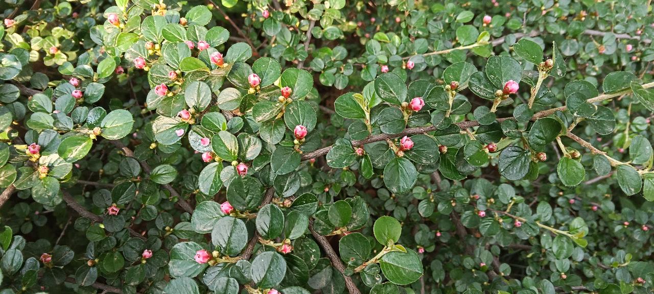 不知名的小花真漂亮