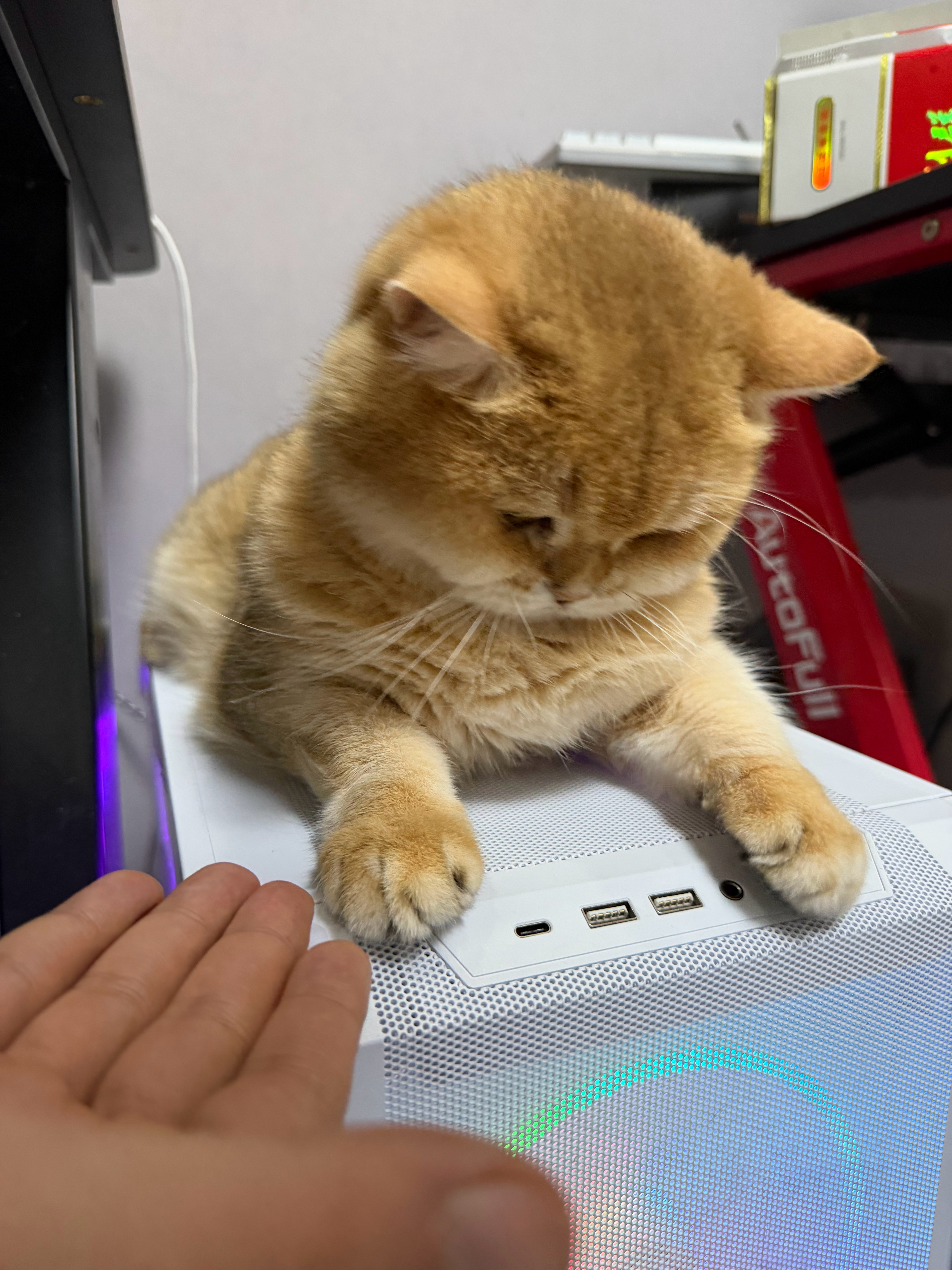 猫宁！给咪插上usb充会儿电吧，睡了一晚上真的很累诶[融化][融化][融化] ​