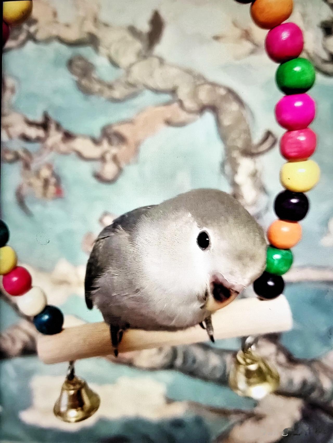 家里养了一只小鹦鹉，

给它起的名字叫富贵，

活波又爱动满屋乱飞，

它最爱是