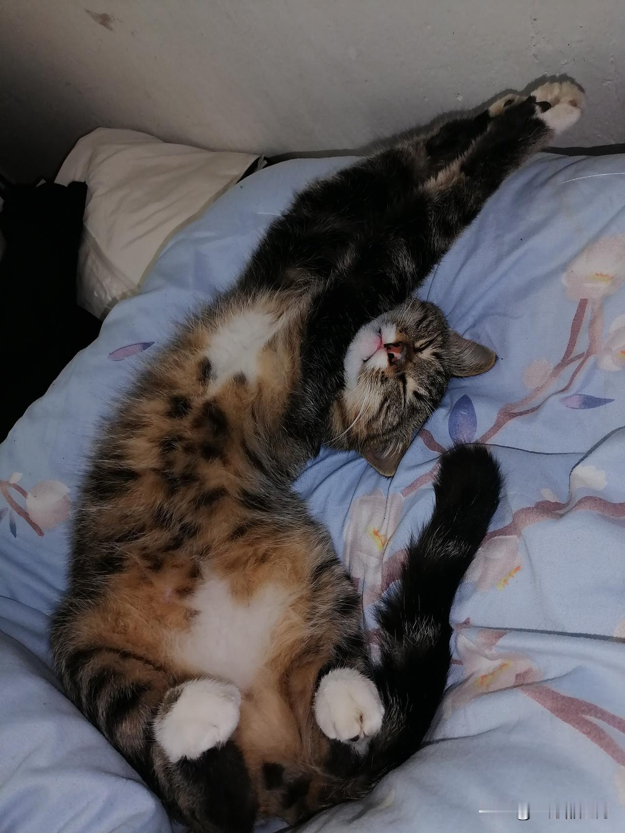 如此姿势
睡的也太安逸了
实名羡慕了