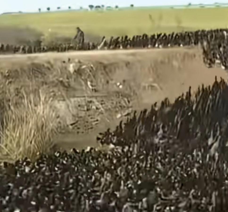 一大群麻丫好几万只黑乎乎的成群结队