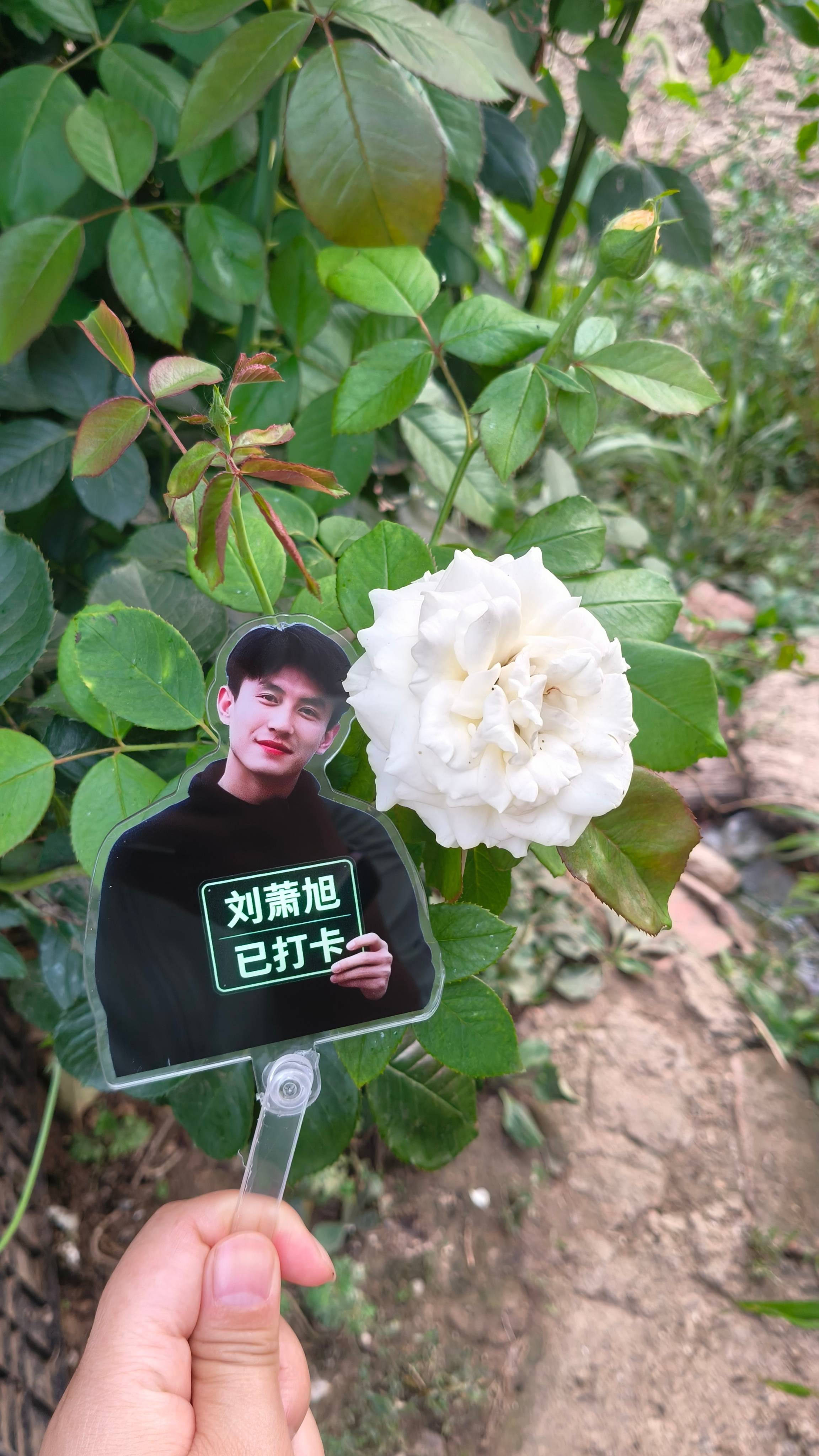 今天也要闪闪发光