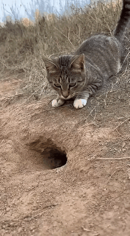 猫爪，就是为了抓老鼠而设计的爪子，抓老鼠就像吸铁石一样，人类只能看看了，学不到的