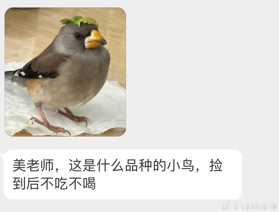 头顶菜叶的【黑尾蜡嘴雀】可以给它放纸盒里，休息会 等精神好点了再带出去放飞 ​​