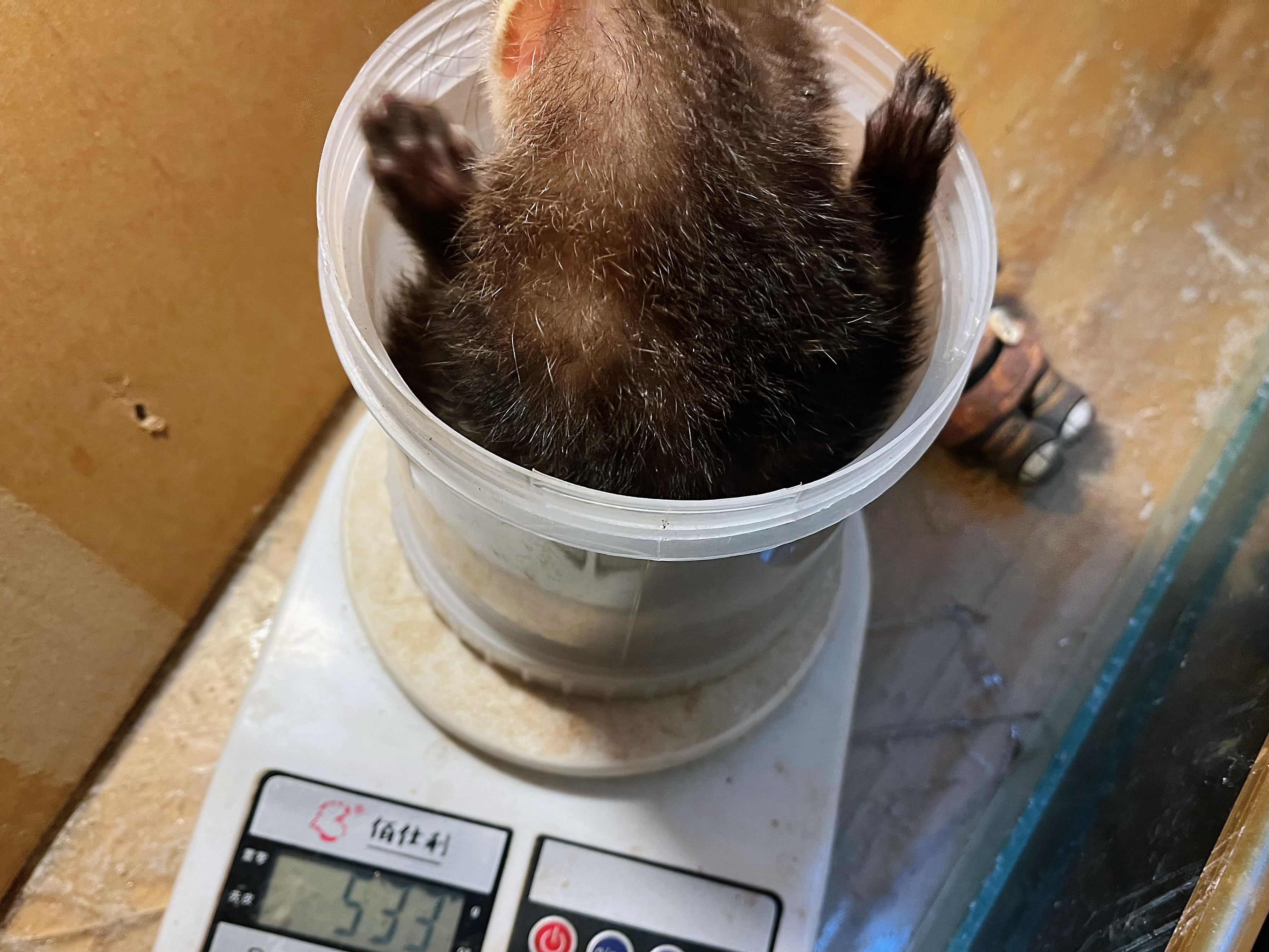 大病初愈后，仅18天，罴罴就从300多g，飙升到530g！但是……还没有邦布一只