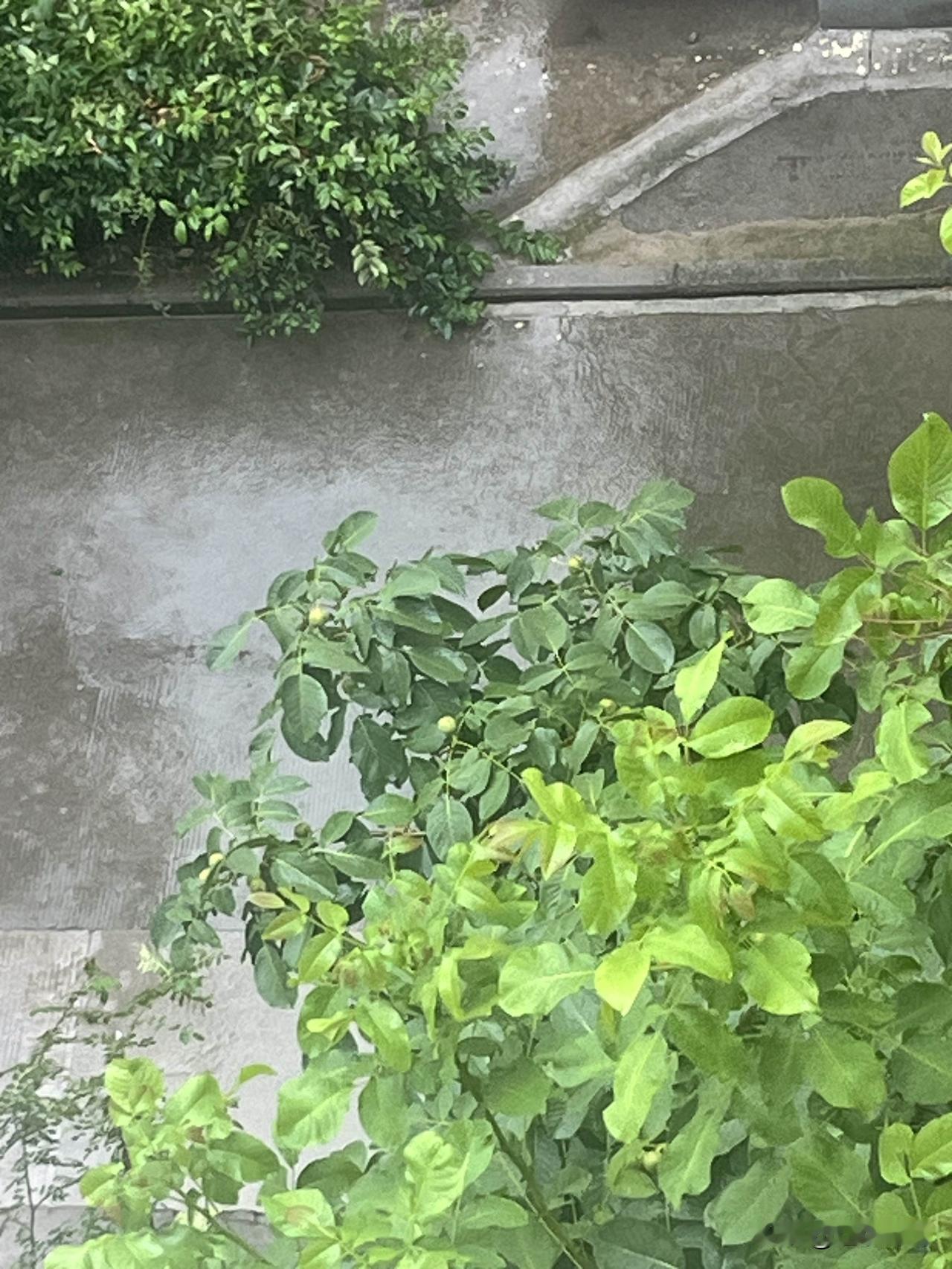 你有多久没有在这样的大雨中奔跑了。