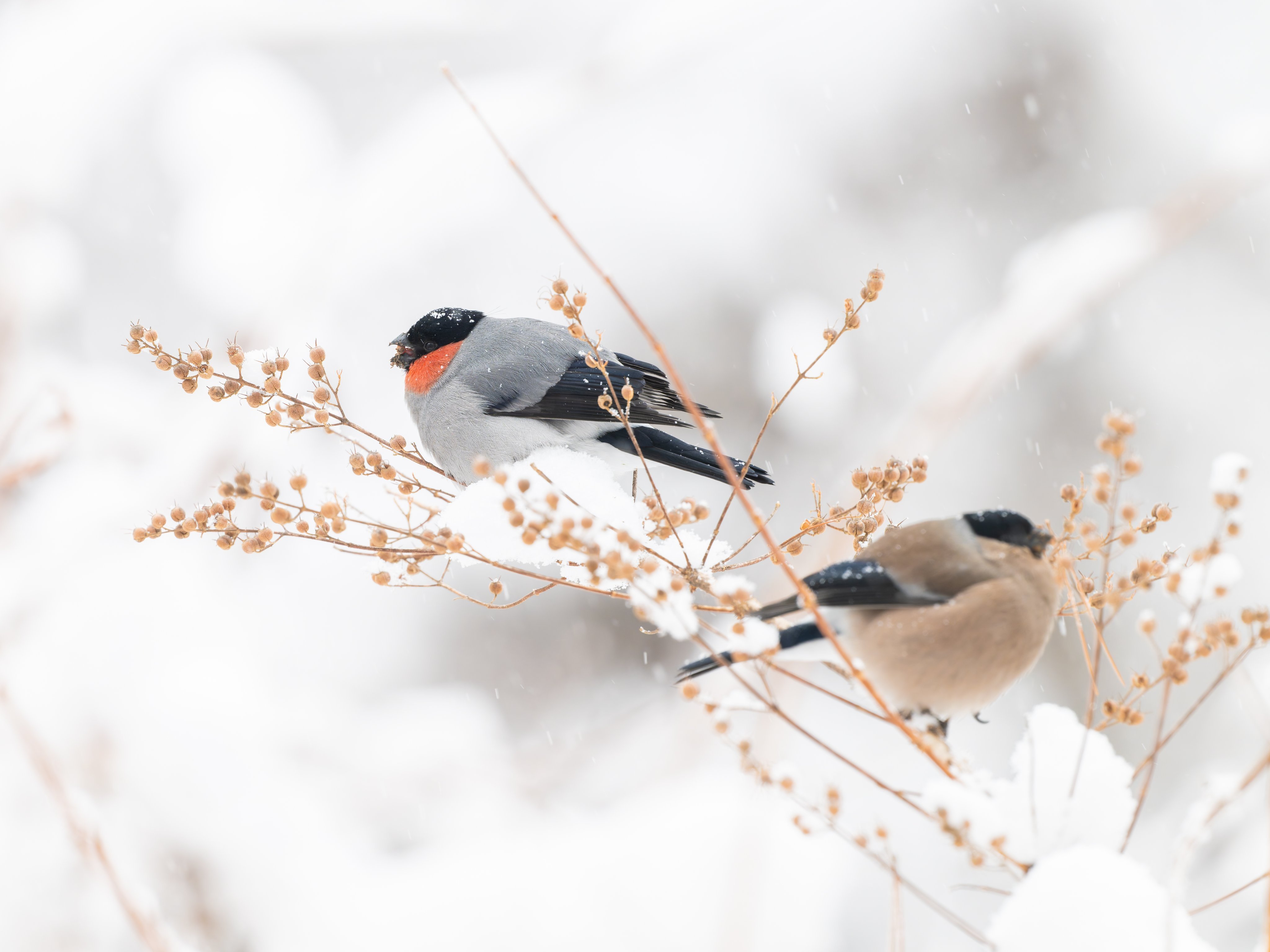 红腹灰雀超圆的一个球【推：YUI】 