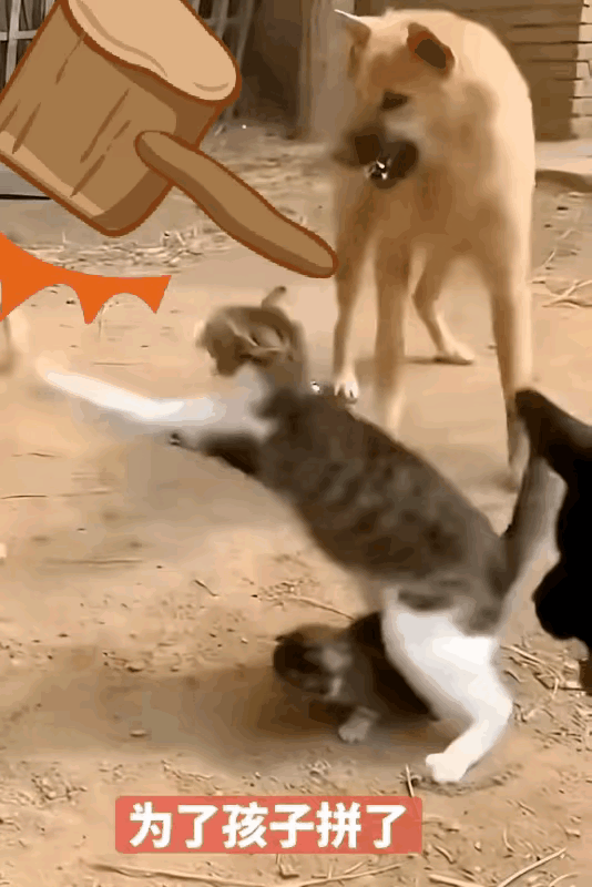 四只狗围住了一只流浪猫和它的猫宝宝，流浪猫为了保护自己的猫宝宝，毫不畏惧的与四只