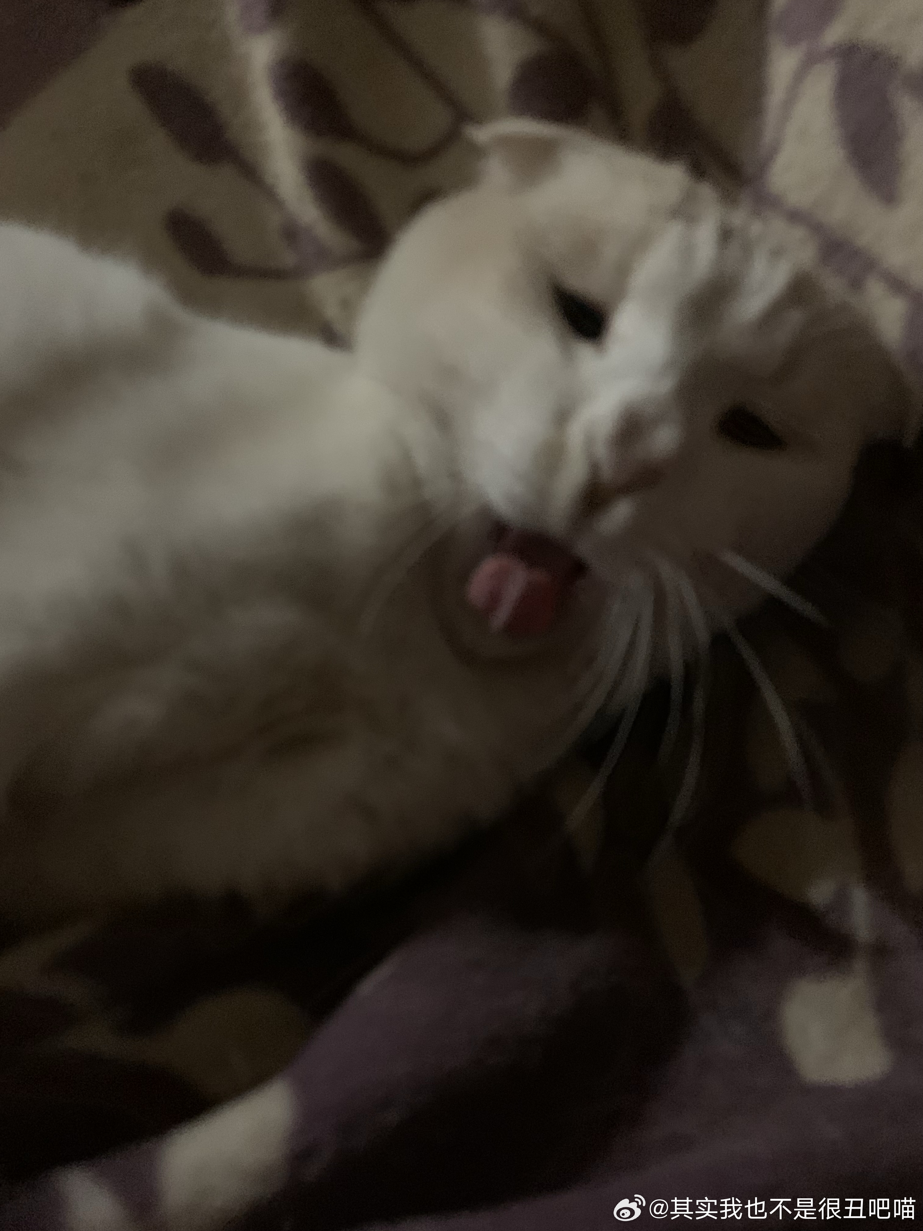 49367【丑猫】猜你想看小猫打哈欠