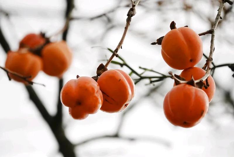 斑驳老屋柿子香，
树枝赢瘦品沧桑，
初来农舍多少苦，
茅屋门前晒太阳。