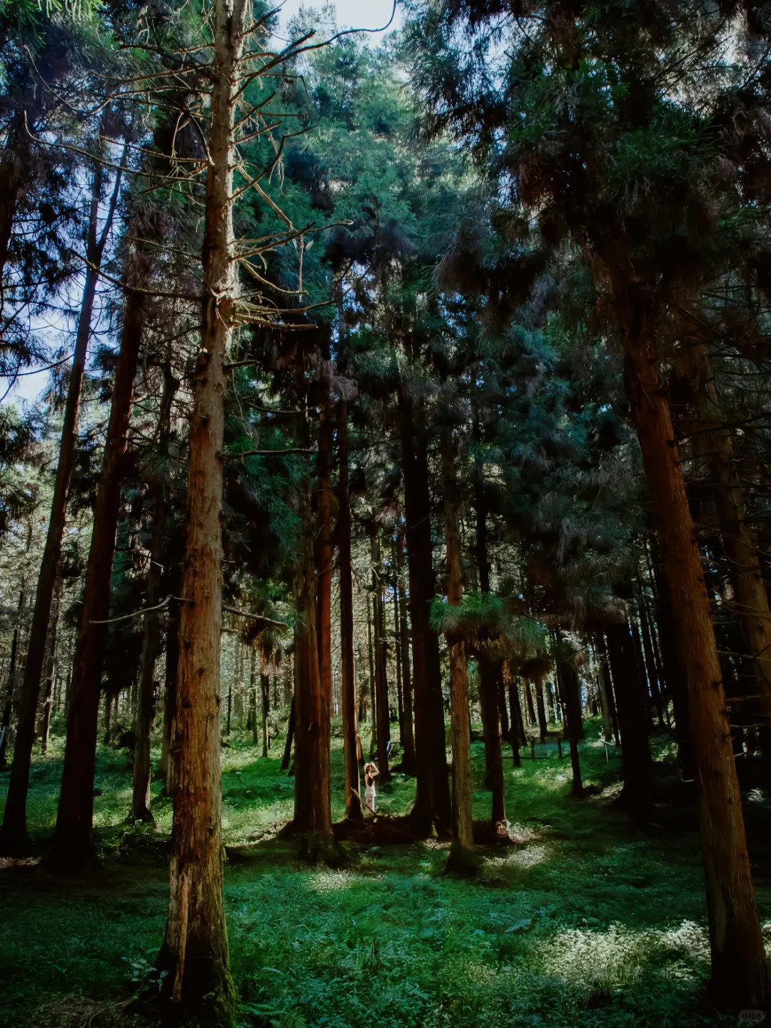 重庆周边游｜🌳仙女山2️⃣日游！附攻略～✨