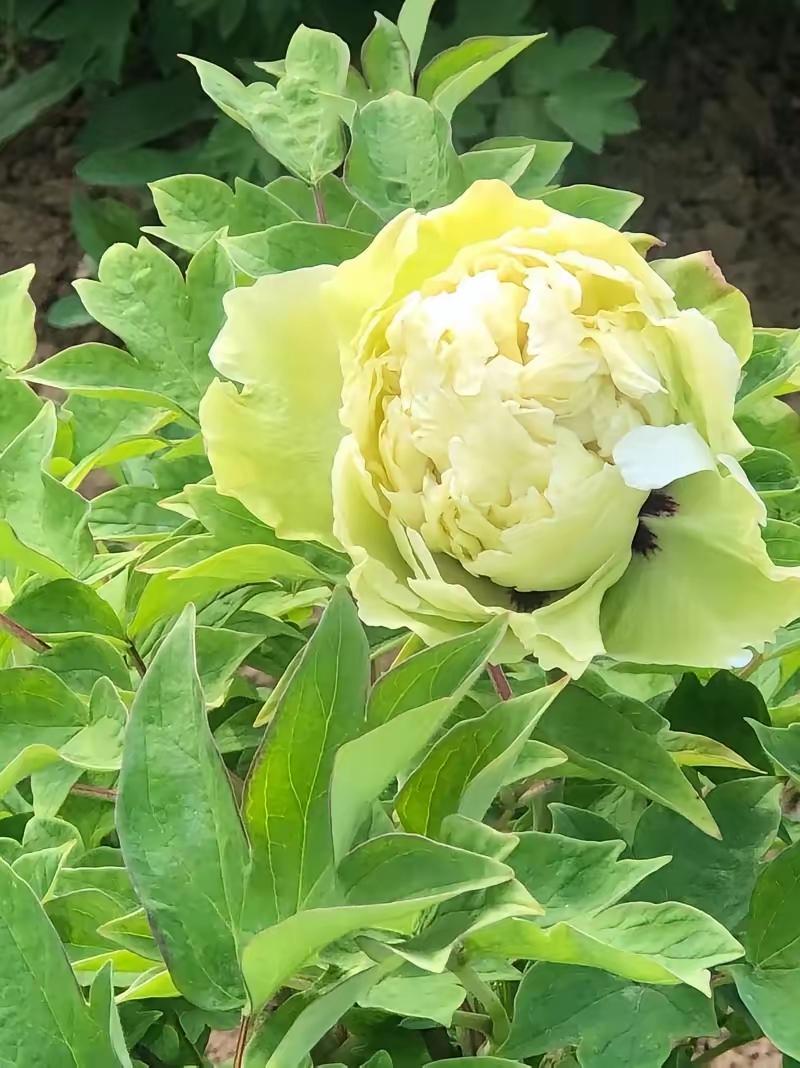 前阵子无意间在公司撞见一对已婚男女私下摸手，从那之后，俩人明显低调了不少。
  