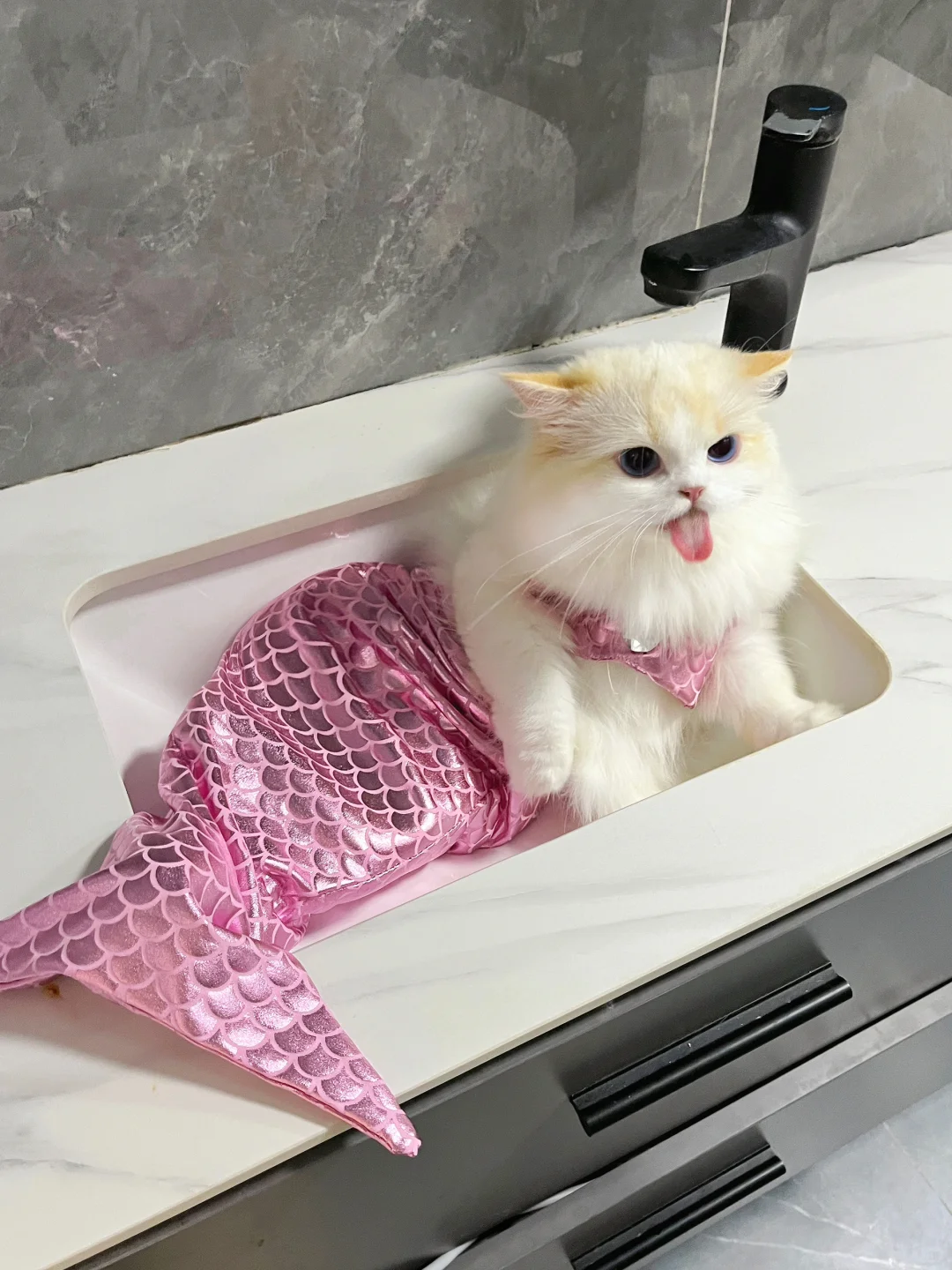 我勒个痘 养到小猫美人鱼了