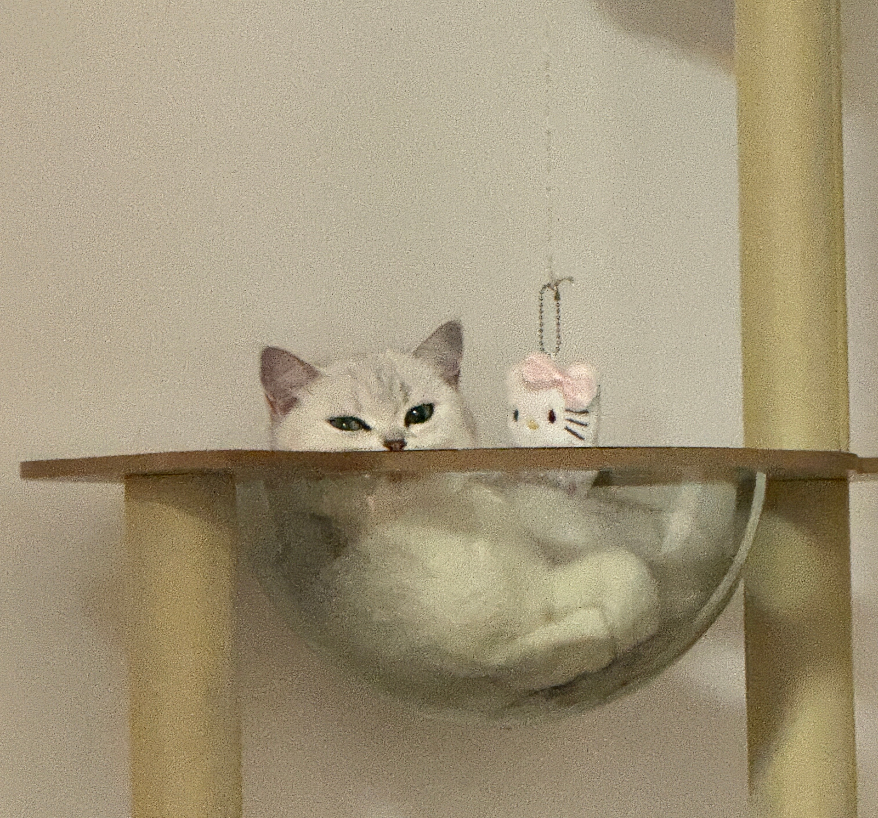 咦，是小猫咪