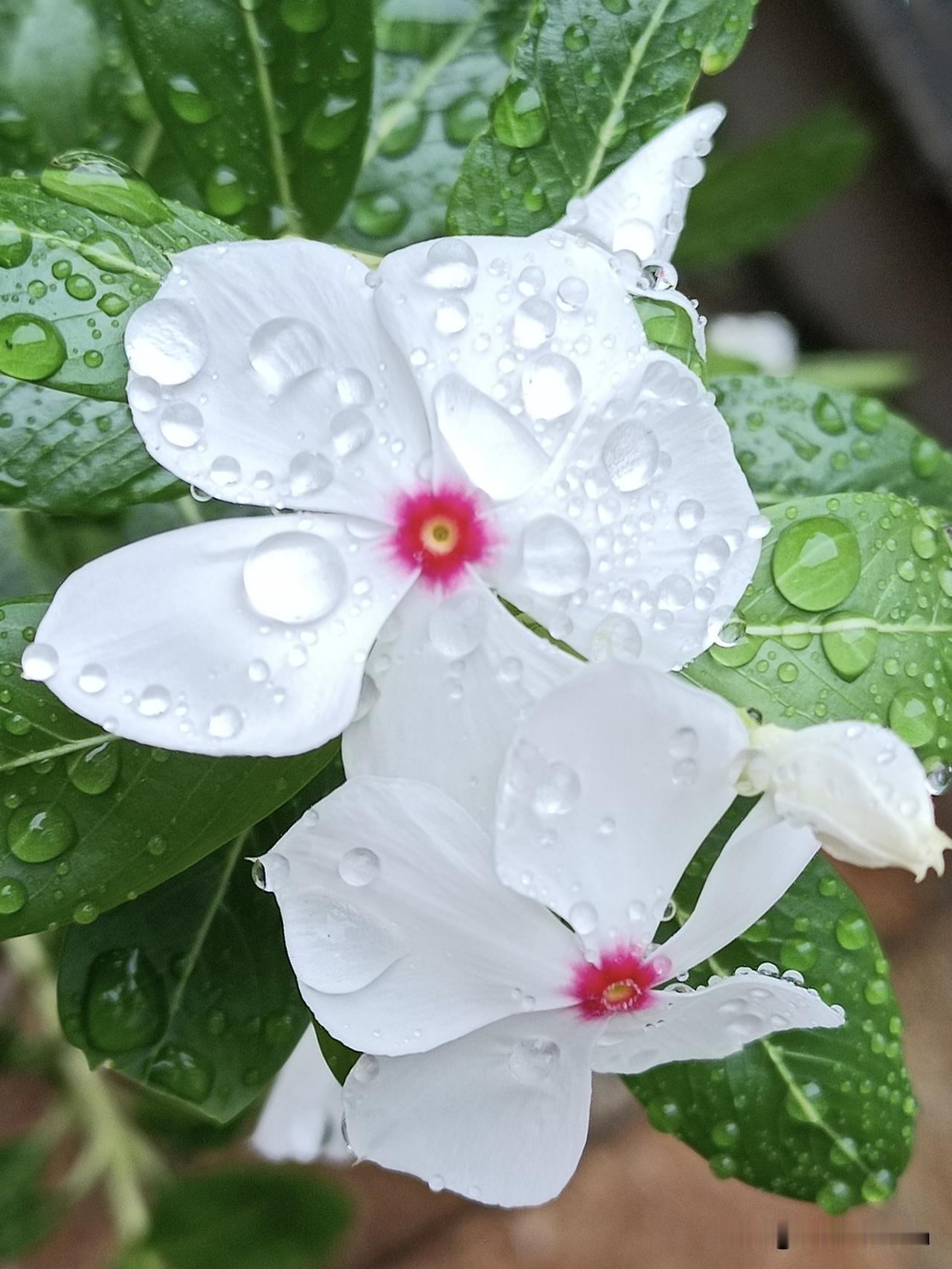 濛濛细雨漫洒，洁白典雅的长春花沐着烟雨静静盛放，洗去尘嚣，尽显清雅温婉的风姿。