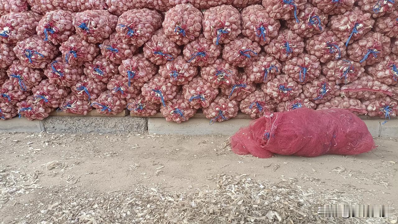 9月13日，库外大蒜上货不大，比昨天有增加，供需处于偏多状态，收家不多，卖家随行