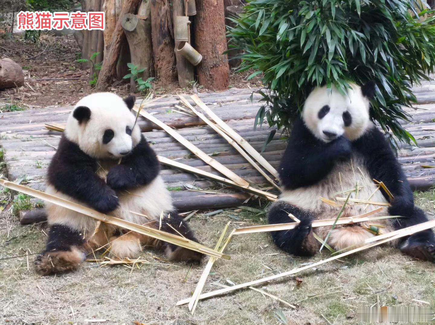 旅日两只大熊猫将于下月底返华，若无补借，届时日本将逾50年来首次无熊猫。 日本神