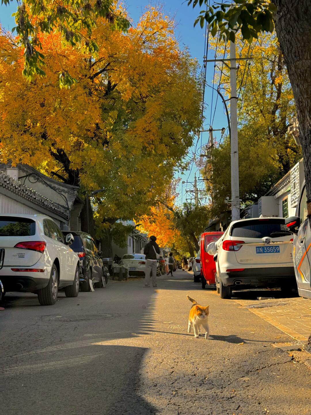 live图的意义🍂老舍先生笔下北平的秋…