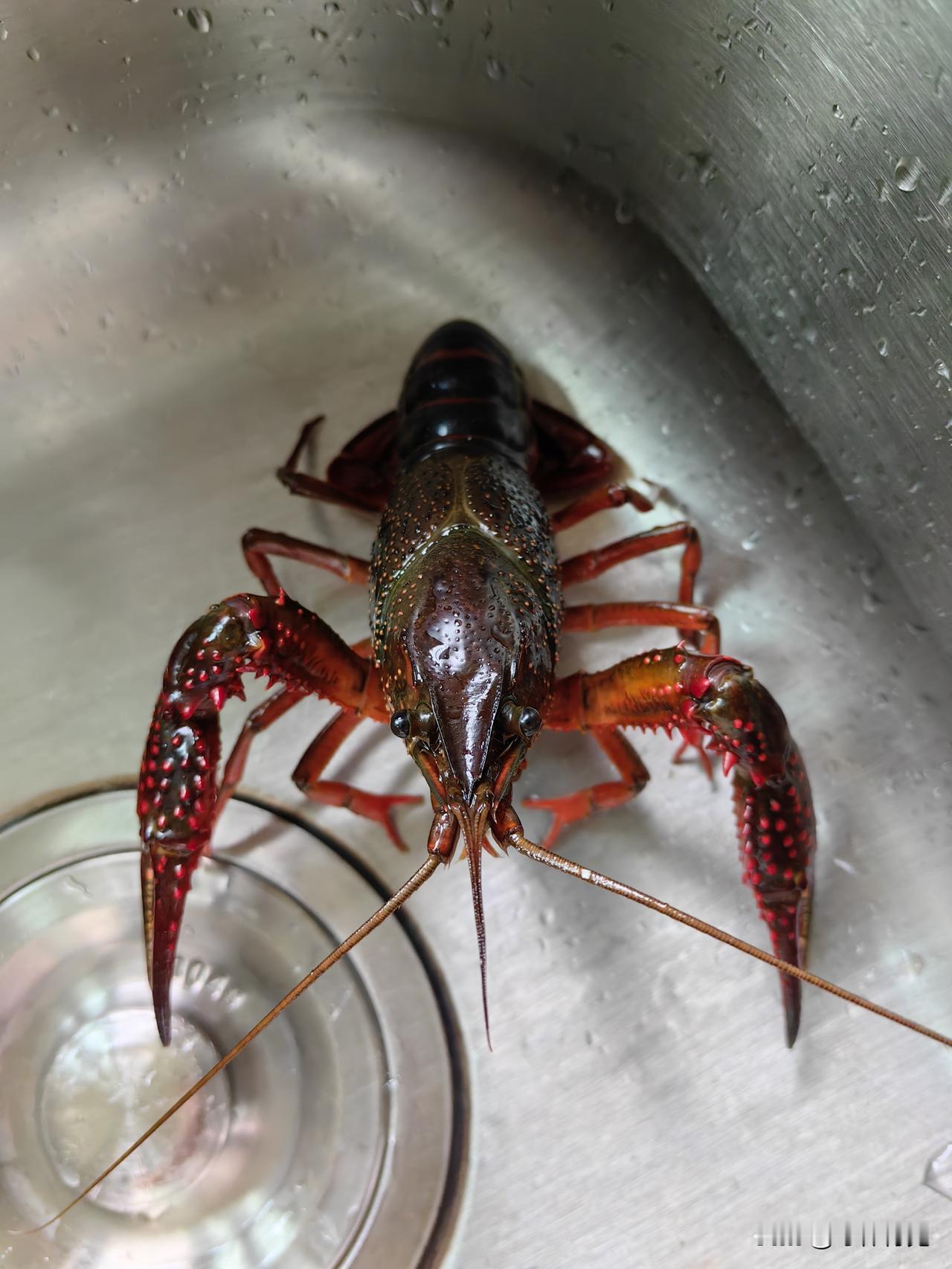 🦞 十三香小龙虾｜老少通吃的“国民顶流”，好吃到舔手指！
 
要说小龙虾的封神