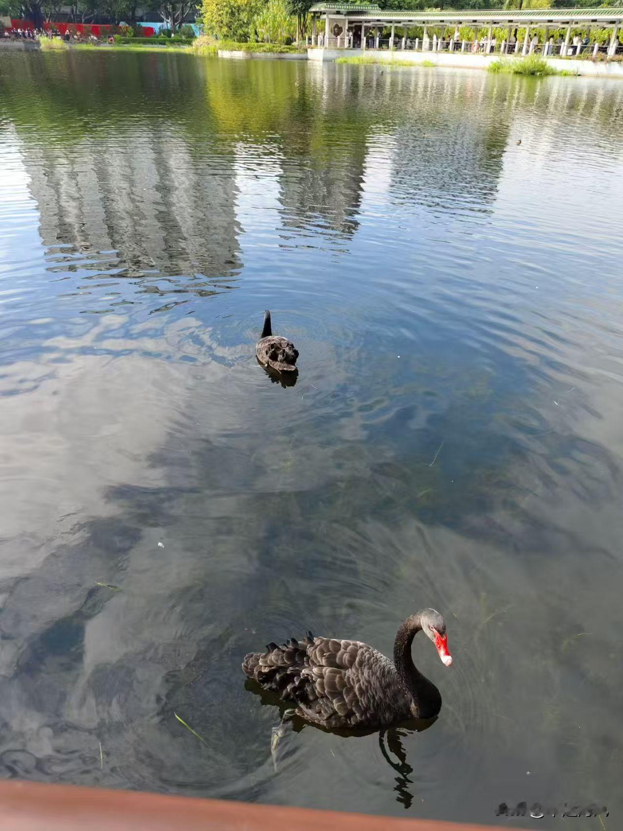 分享今天的随手拍！