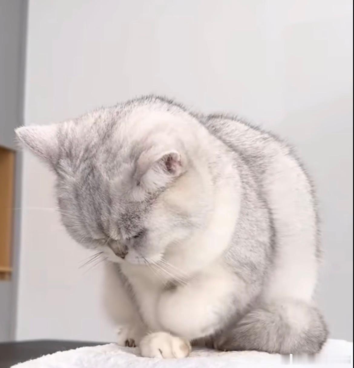 猫猫揣手手分解动作每次看见小猫咪萌揣手手就想到冬天，一冷没有暖水袋就这样手揣手很