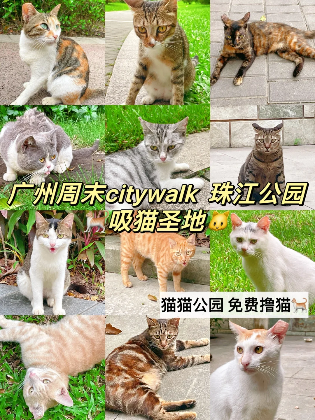 广州免费撸猫圣地｜珠江公园｜吸氧撸猫喂鱼🐱