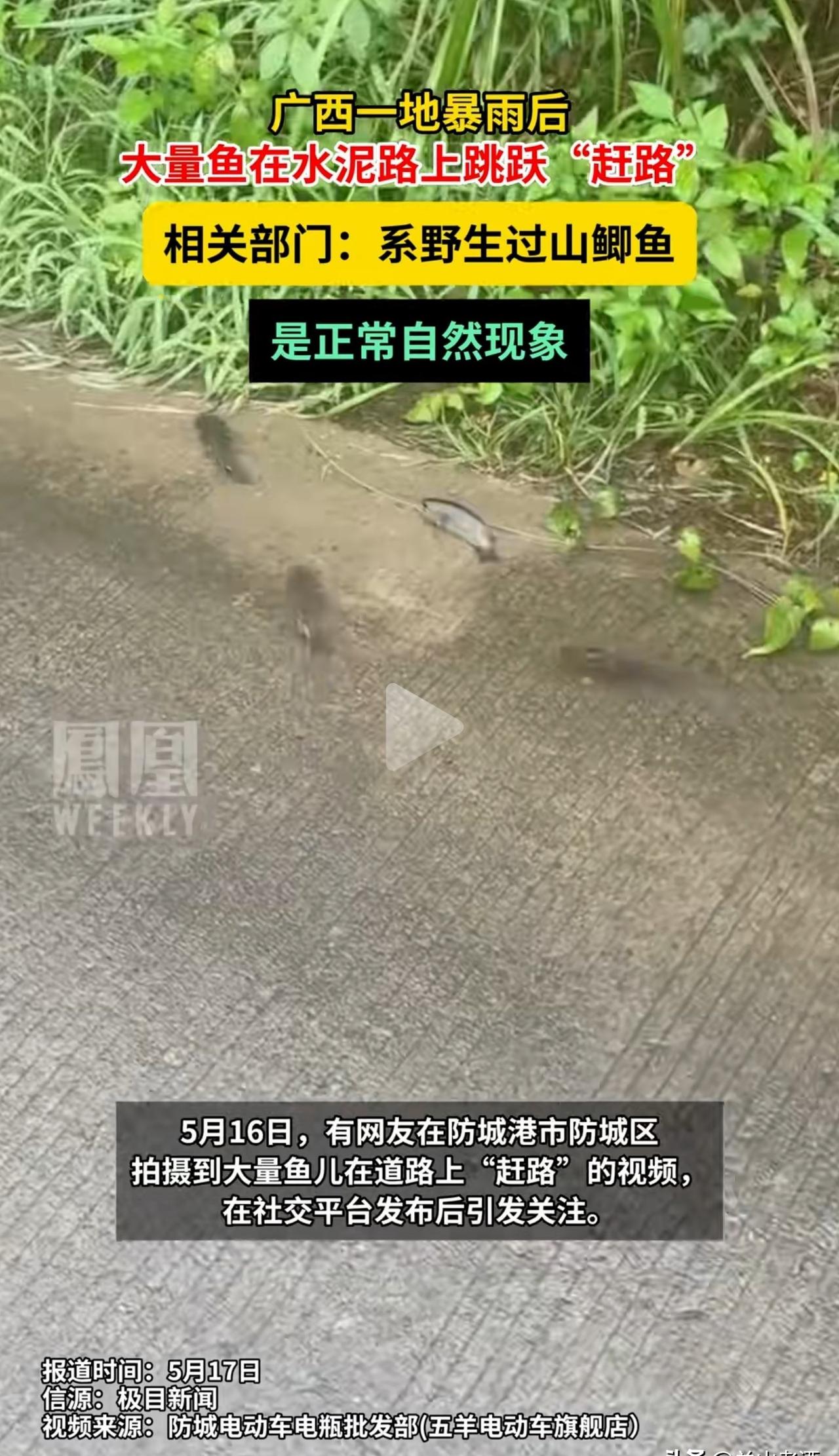 鱼群在马路上爬，

说是地震前兆？

柳州真没震。

那天下午雨刚停，防城港扶隆