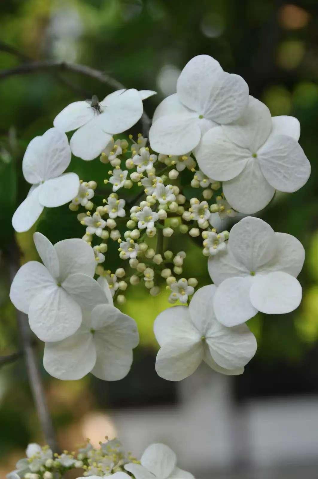 沁园春·扬州琼花
                               