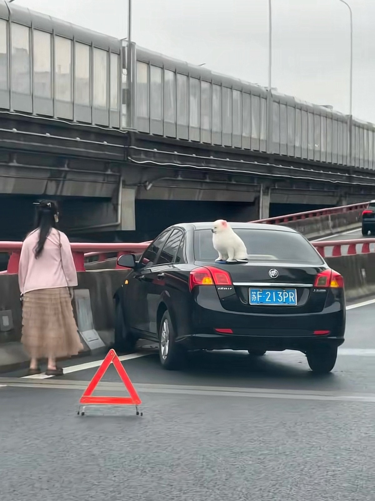 狗子：刚才吓死本狗了，我都不好意思说你了💤 ​​​