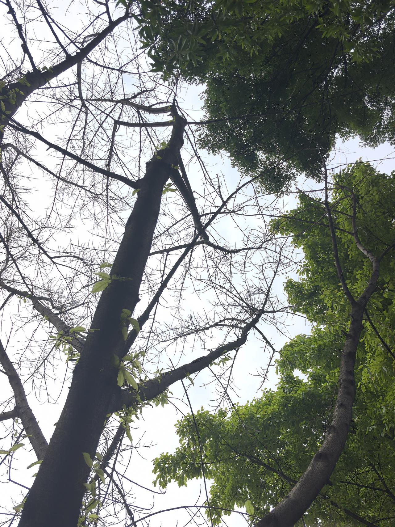 活在五月的树

文／游明刚

在初夏，一些树的叶子被收走
一些树打开叶子脉络
这