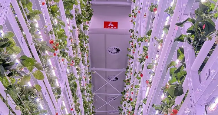 成都草莓“住上”11层“公寓”，果形、口感、颜色都可定制