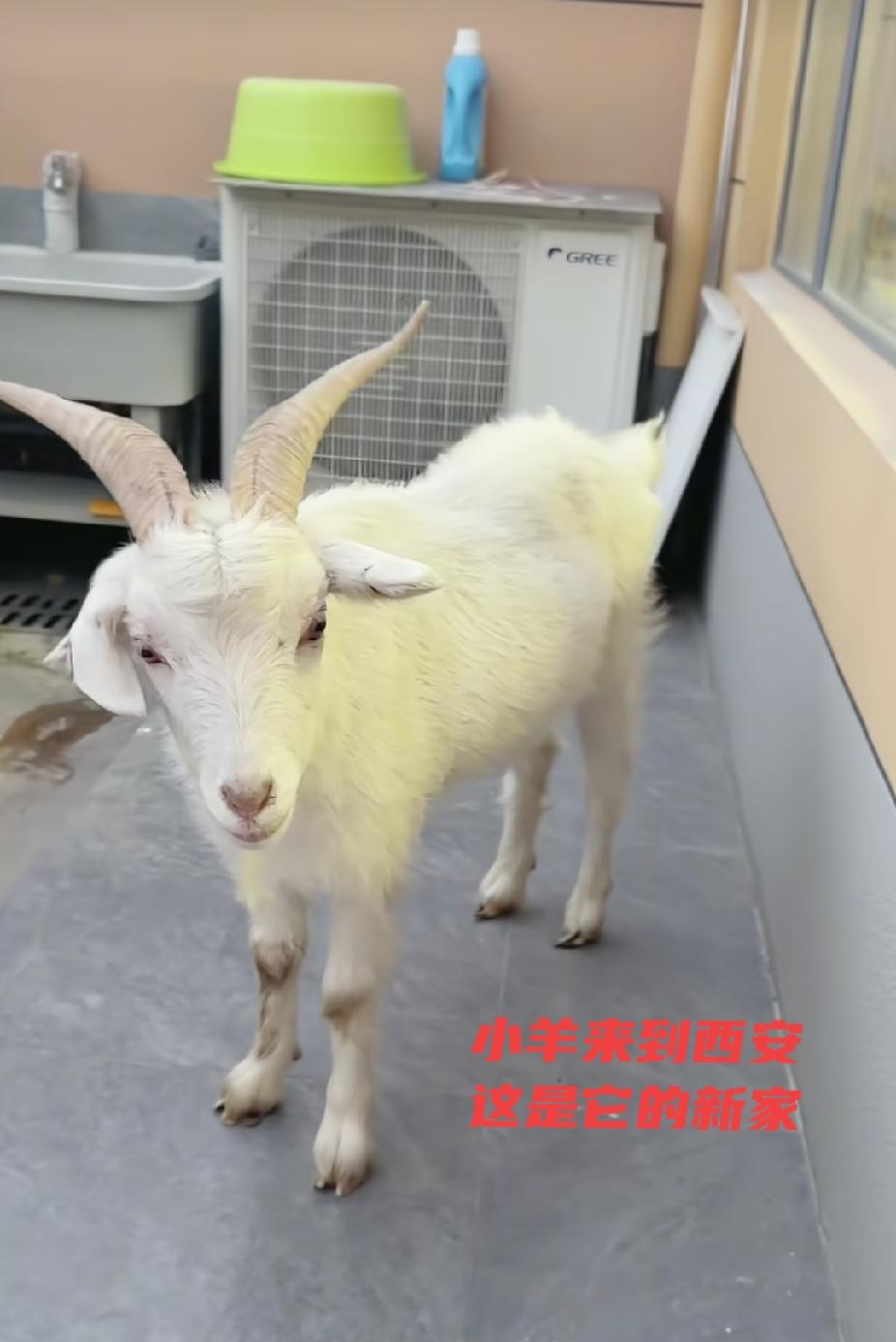 西安女孩带着内蒙古小羊坐了两天的车才回到家里。小羊对这个新家适应，很乖。而女孩家