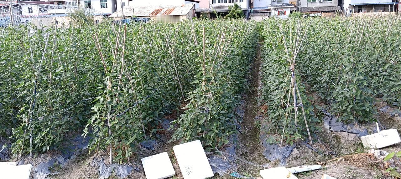 《四季豆》我早在中秋前就播种，细细的藤蔓爬上高高的竹竿，如今已经长成大姑娘，你们