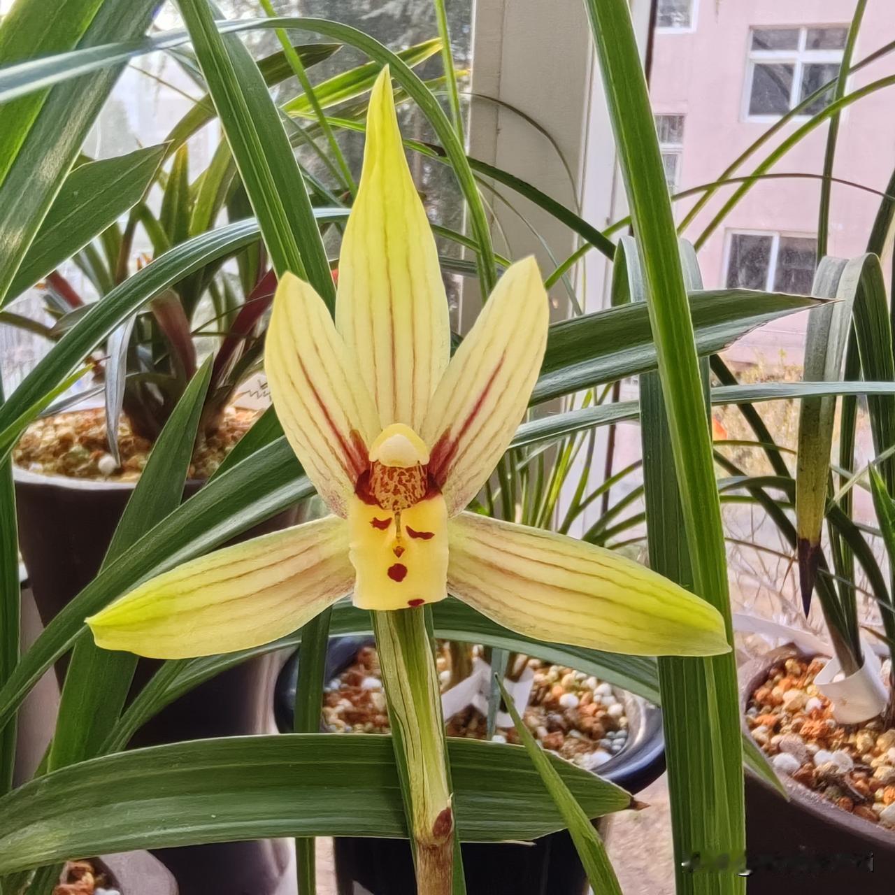 分享一张你最近拍的花兰花盛世金蟬，这棵花是今年第二茬开花，放茶几上一盆，满厅淡香