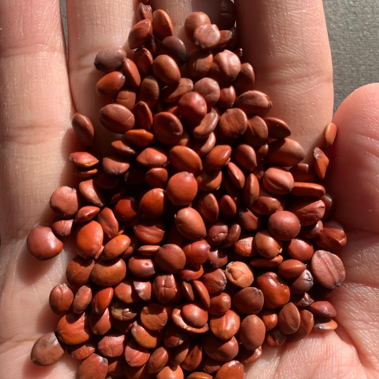 90% 的阳痿早泄，其实是宗筋瘀堵了！

在西医看来，阳痿早泄多与生殖系统血管供