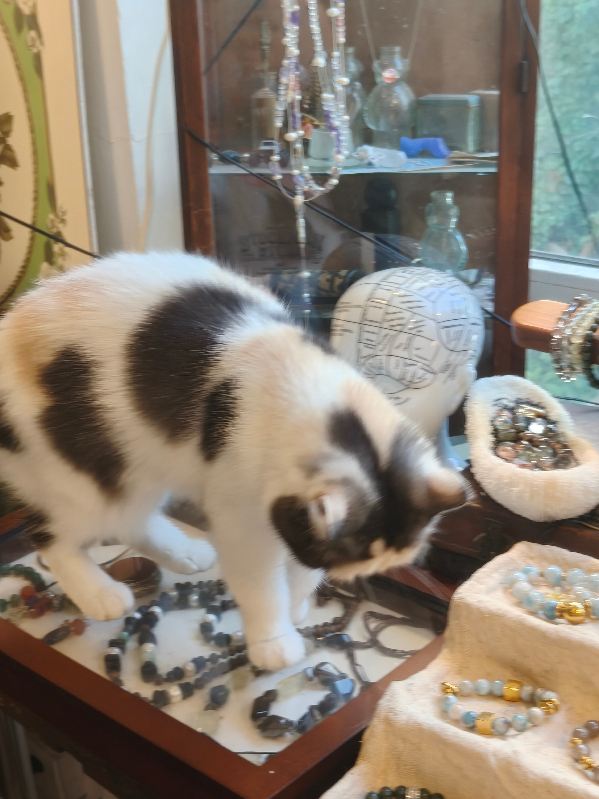远看肥猫大，近看大肥猫  ​​​