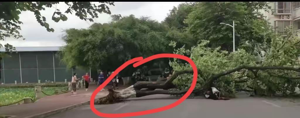 极端天气越来越频繁，极端天气容易出现意外，广西玉林出现的大树被风刮倒导致死伤3人