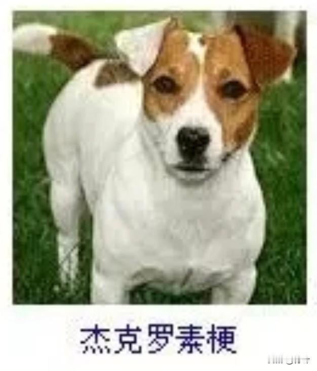 菩萨蛮19·杰克罗素梗
       斑毛轻缀春茵俏，竖耳凝眸机警绕。舌卷野风轻