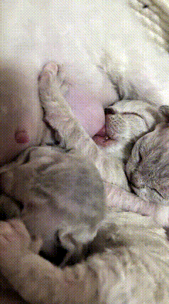 恁瞅瞅俺家这窝小奶猫，真是太有口福了！猫妈妈的奶水足得很，小家伙们吃起来那叫一个