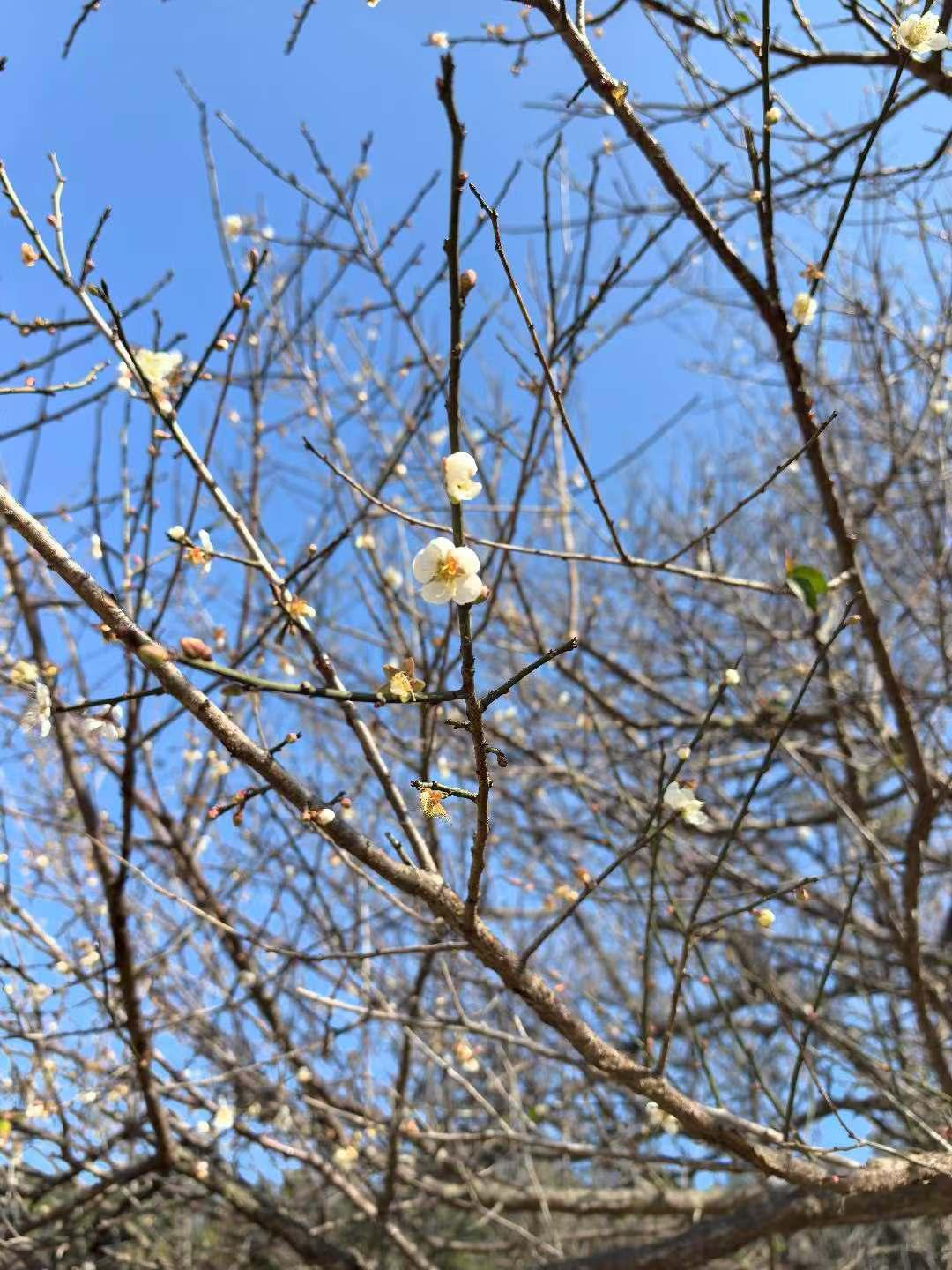 梅花香自苦寒来