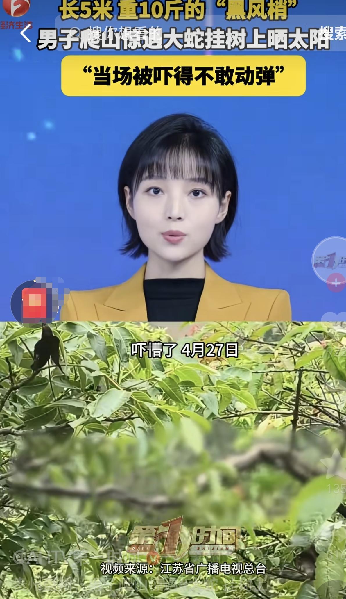 4月30日报道，贵州，一男子在爬山时，他突然发现一条长5米的巨大“黑风梢”在树上